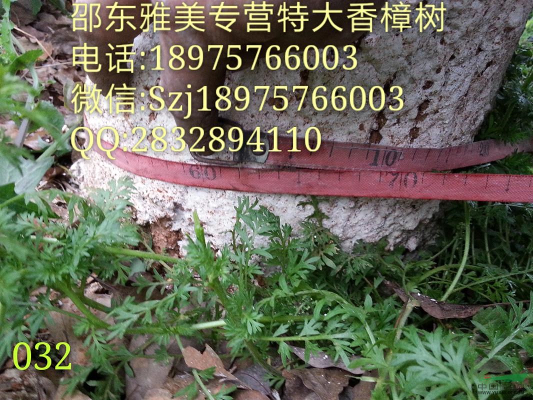 香樟樹實(shí)圖拍照  圍徑60公分  湖南大香樟 （032）