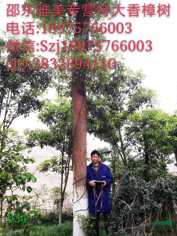 香樟樹(shù)實(shí)圖拍照  圍徑103公分  湖南大香樟 （034）