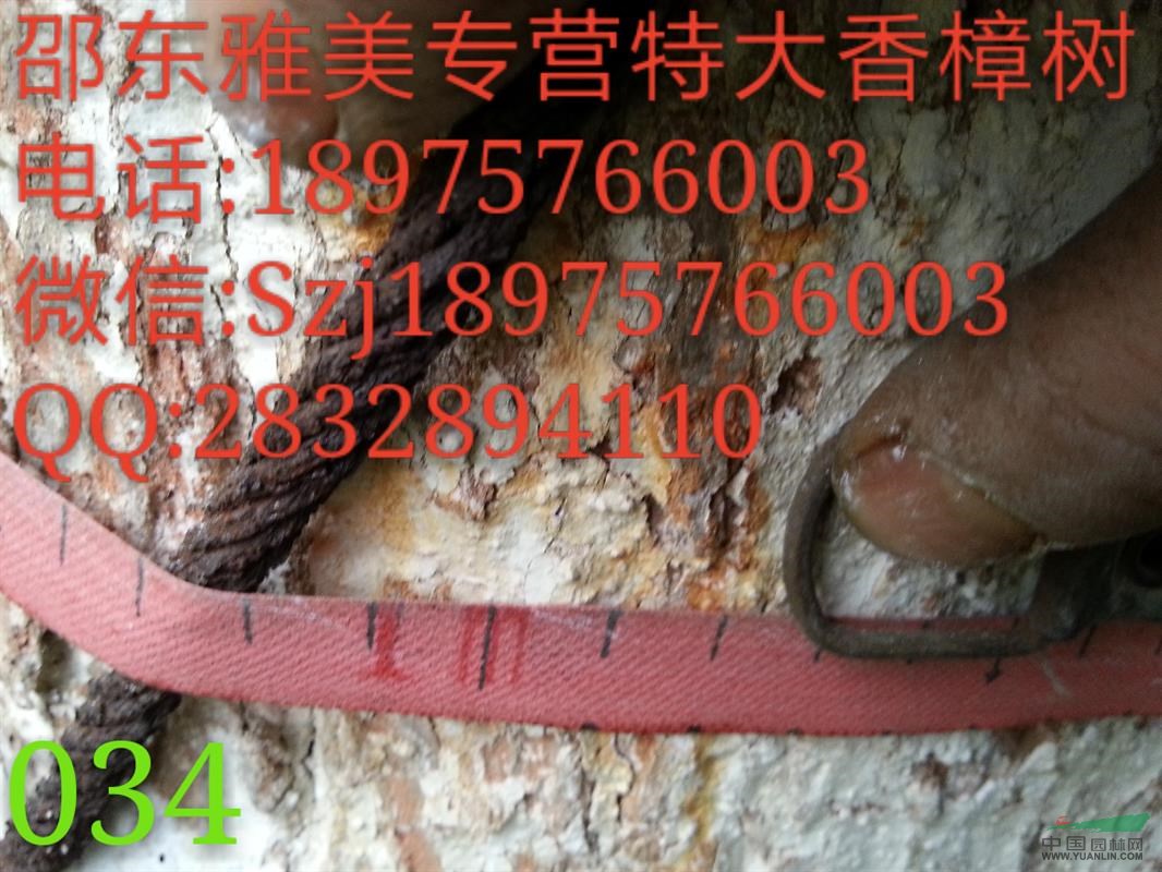 香樟樹(shù)實(shí)圖拍照  圍徑103公分  湖南大香樟 （034）
