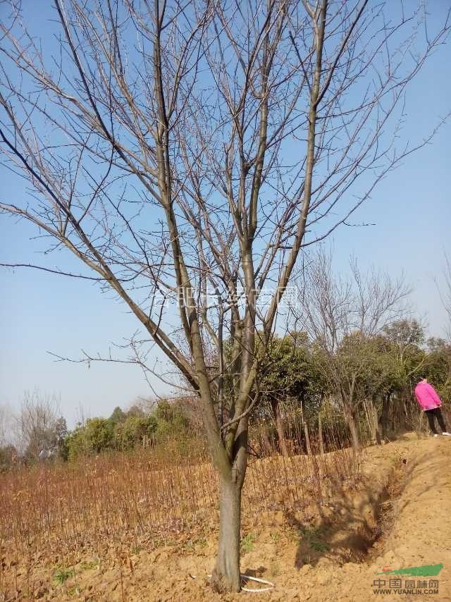 安徽肥西出售精品叢生紅葉李，大葉女貞，烏桕，香樟，桂花，石楠