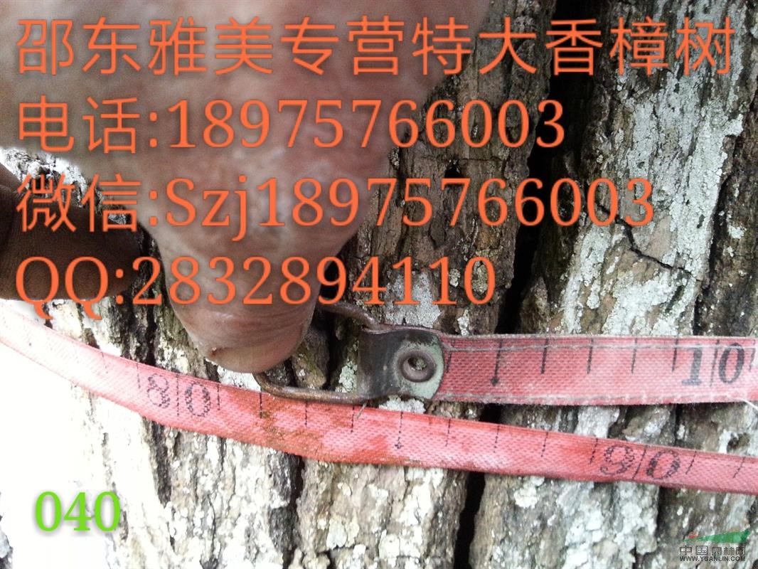 香樟樹實圖拍照  圍徑82公分  湖南大香樟（040）