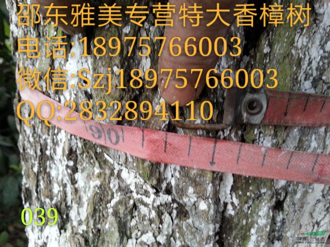 香樟樹(shù)實(shí)圖拍照  圍徑93公分  湖南大香樟（039）
