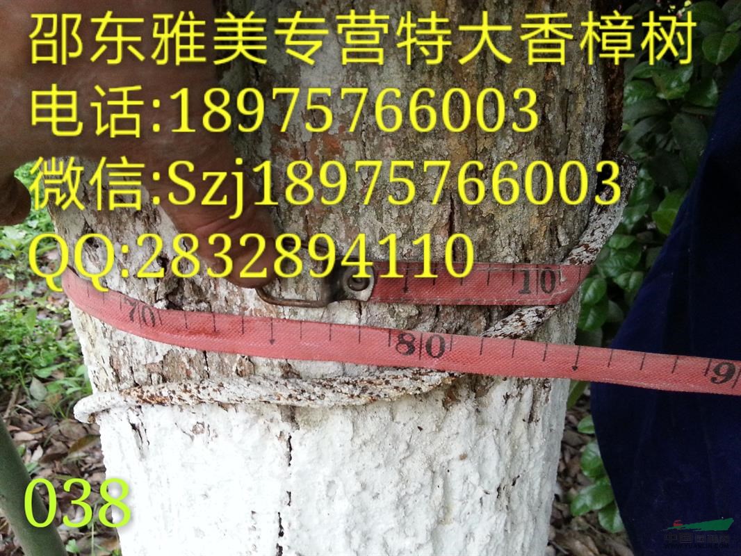 香樟樹實圖拍照  圍徑75公分  湖南大香樟（038）