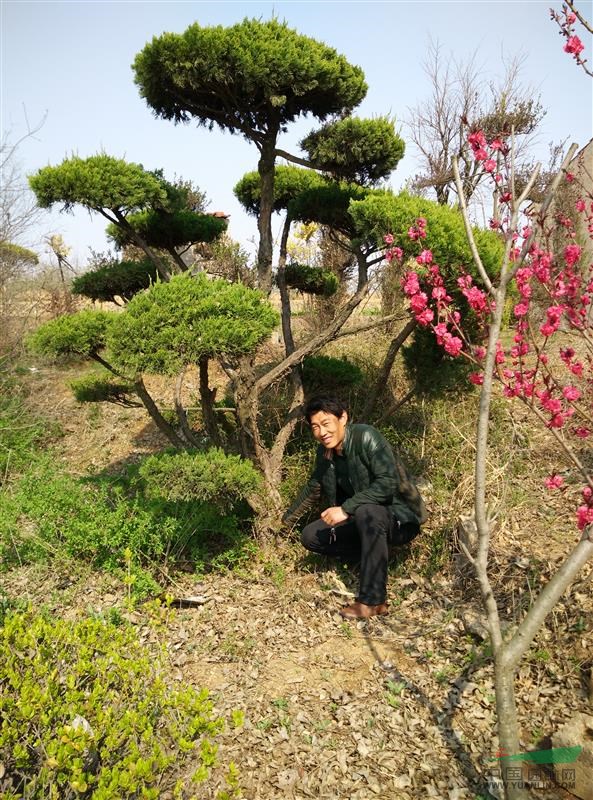 大規(guī)格造型龍柏