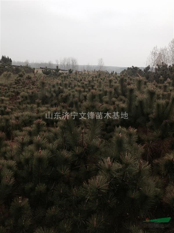 黑松