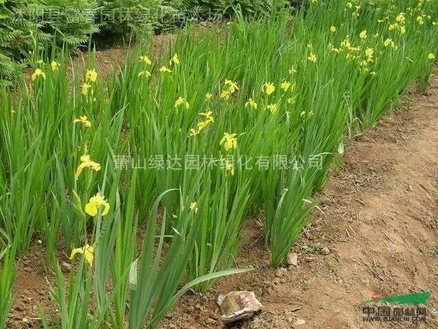 水生鳶尾蕭山