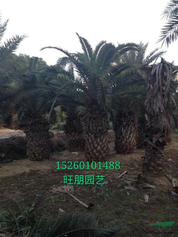 加拿利海藻20頭頸~桿高4米園藝供應(yīng)