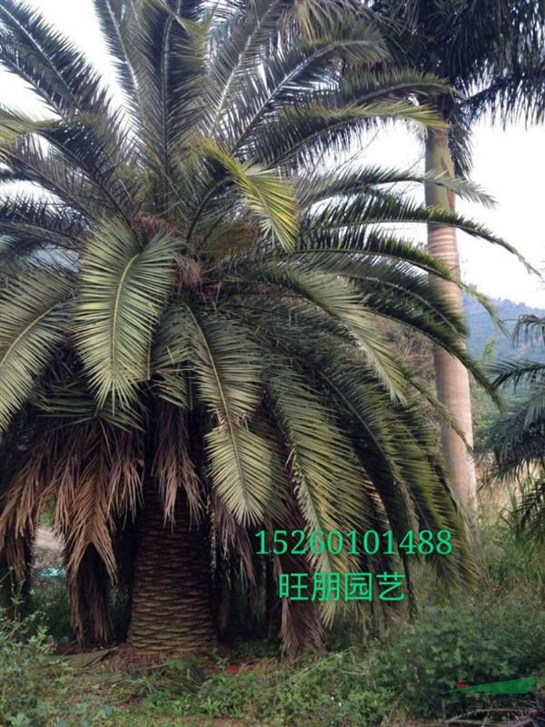 加拿利海藻20頭頸~桿高4米園藝供應(yīng)