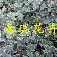 常春藤，花葉蔓長(zhǎng)春藤，花葉常春藤，花葉蔓長(zhǎng)春