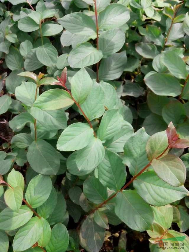 廣西桂林供應(yīng)各種規(guī)格紅火箭