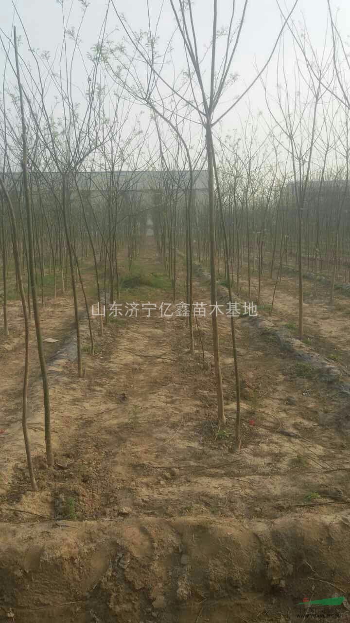 滄州3公分國(guó)槐價(jià)格，4公分國(guó)槐價(jià)格
