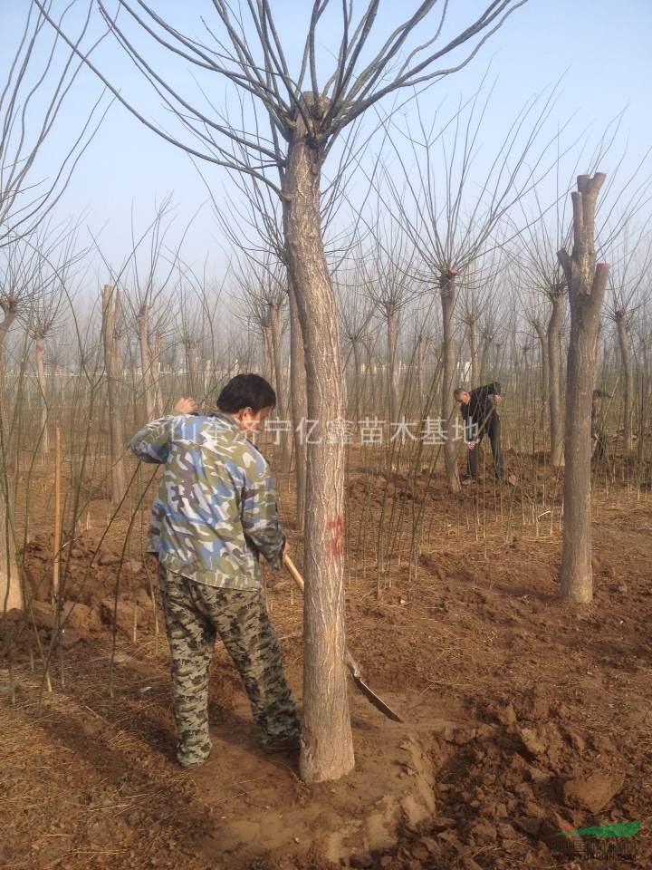 滄州12公分國槐13公分國槐價格