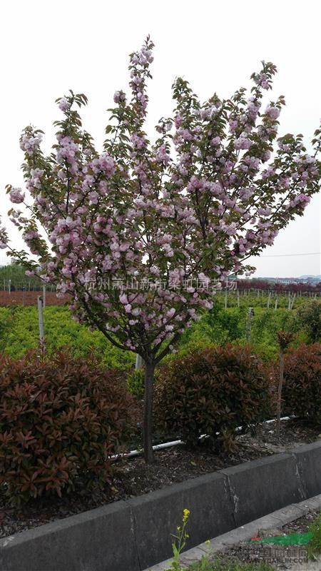 櫻花，櫻花供應，2020年櫻花價格，蕭山櫻花低價