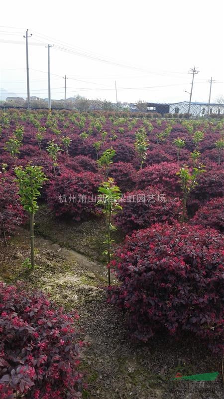 紅花繼木球，紅花繼木球供應，2020年紅花繼木球價格