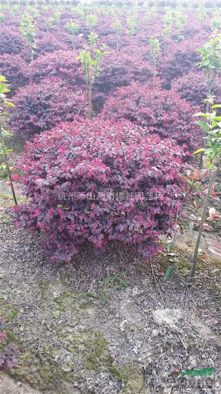 紅花繼木球，紅花繼木球供應，2020年紅花繼木球價格