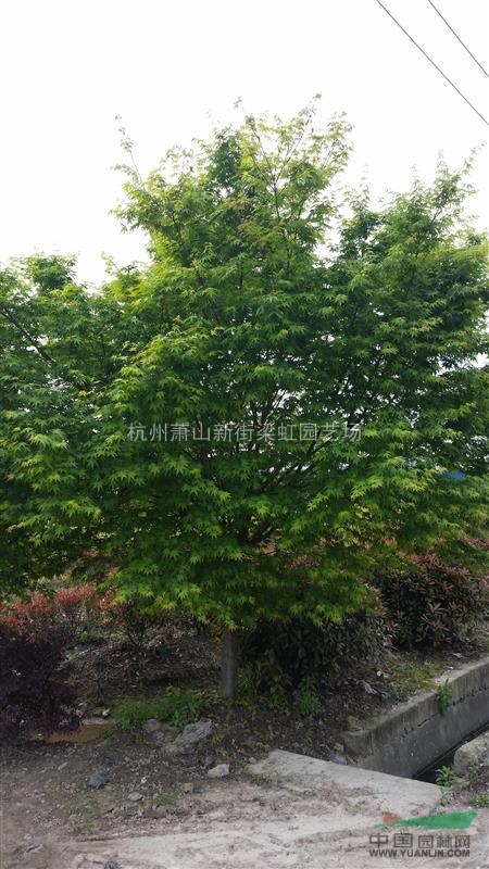 雞爪槭，雞爪槭供應，2020年雞爪槭價格，蕭山雞爪槭低價格