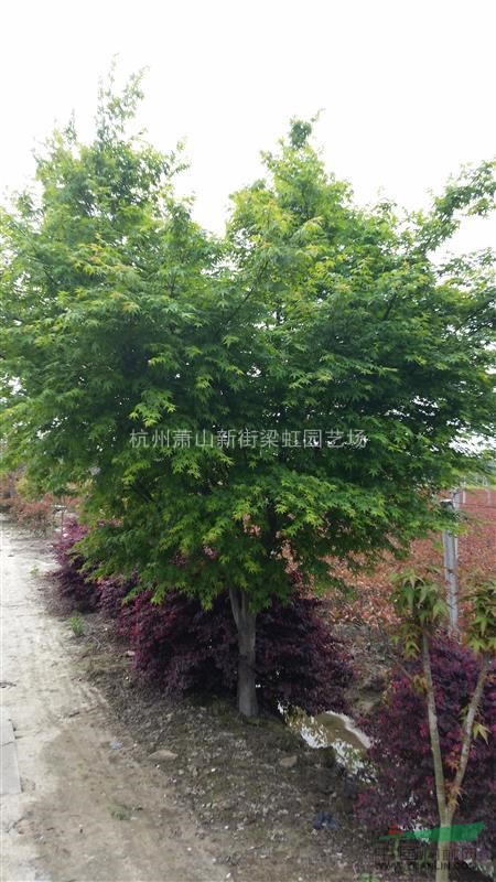 雞爪槭，雞爪槭供應，2020年雞爪槭價格，蕭山雞爪槭低價格