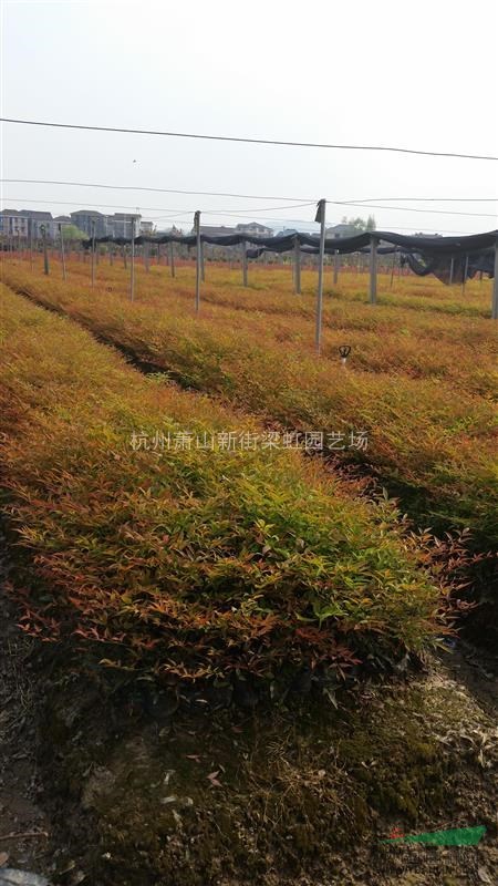 南天竹，南天竹盆栽，南天竹供應，2020年南天竹價格