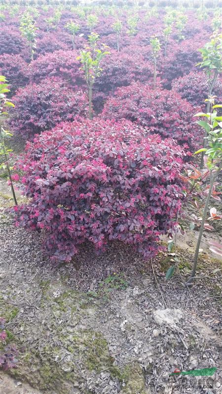 杭州蕭山紅花繼木球，紅花繼木球供應，2020年紅花繼木球價格