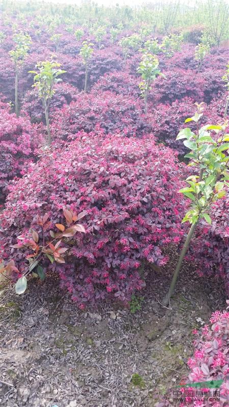 杭州蕭山紅花繼木球，紅花繼木球供應，2020年紅花繼木球價格