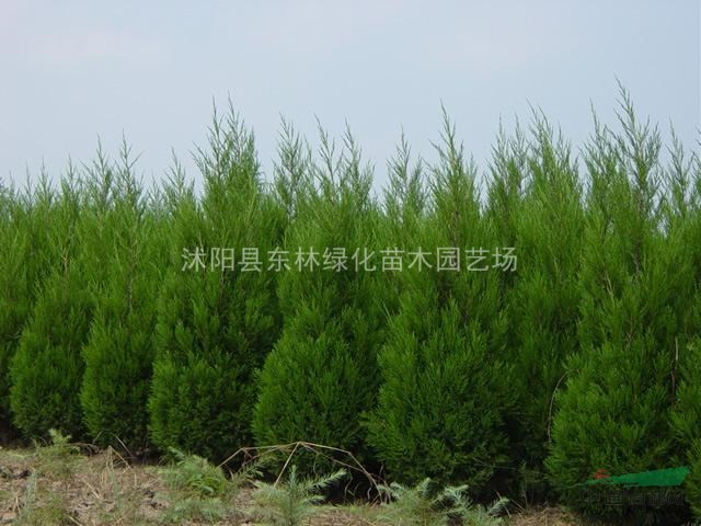 供應(yīng)豐花月季、紅帽月季、龍柏、蜀檜、金邊黃楊、紅葉小檗