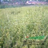 供應(yīng)豐花月季、紅帽月季、龍柏、蜀檜、金邊黃楊、紅葉小檗