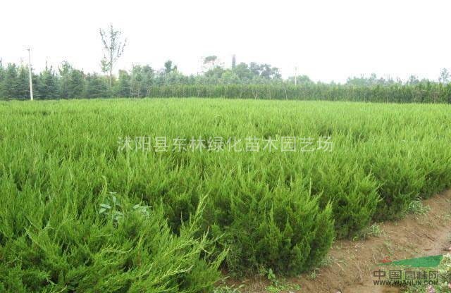 供應(yīng)豐花月季、紅帽月季、龍柏、蜀檜、金邊黃楊、紅葉小檗