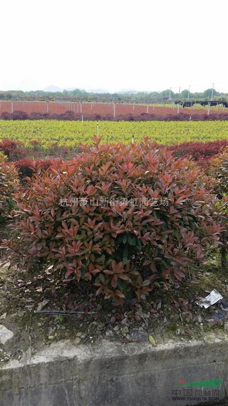 紅葉石楠，紅葉石楠球，2020年紅葉石楠球價格