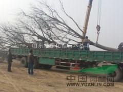河北滄州18公分國槐價(jià)格