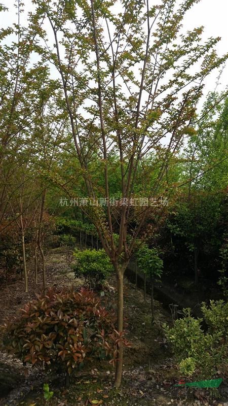 紫薇，紫薇供應(yīng)，2020年紫薇價(jià)格，蕭山紫薇低價(jià)格