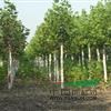 23公分-35公分國槐價(jià)格