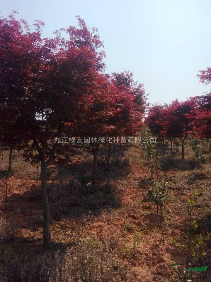 優(yōu)品“紅楓”苗木//“紅楓”3-6公分/現(xiàn)貨供應(yīng)/歡迎選購