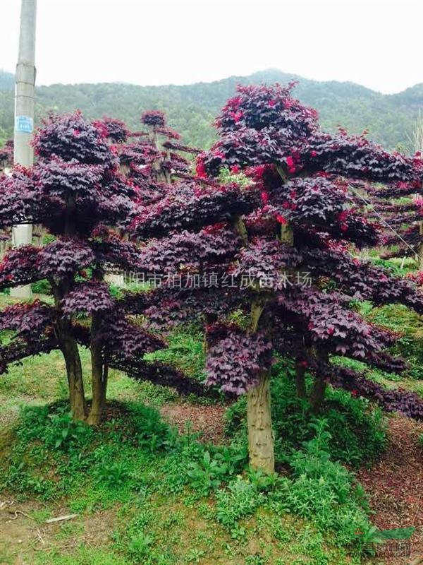 20公分造型紅花繼木盆景、湖南紅花繼木、造型紅花繼木價格