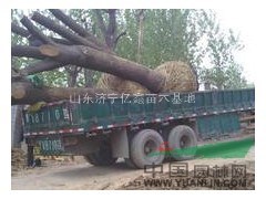 滄州45公分國槐報價，50公分國槐價格