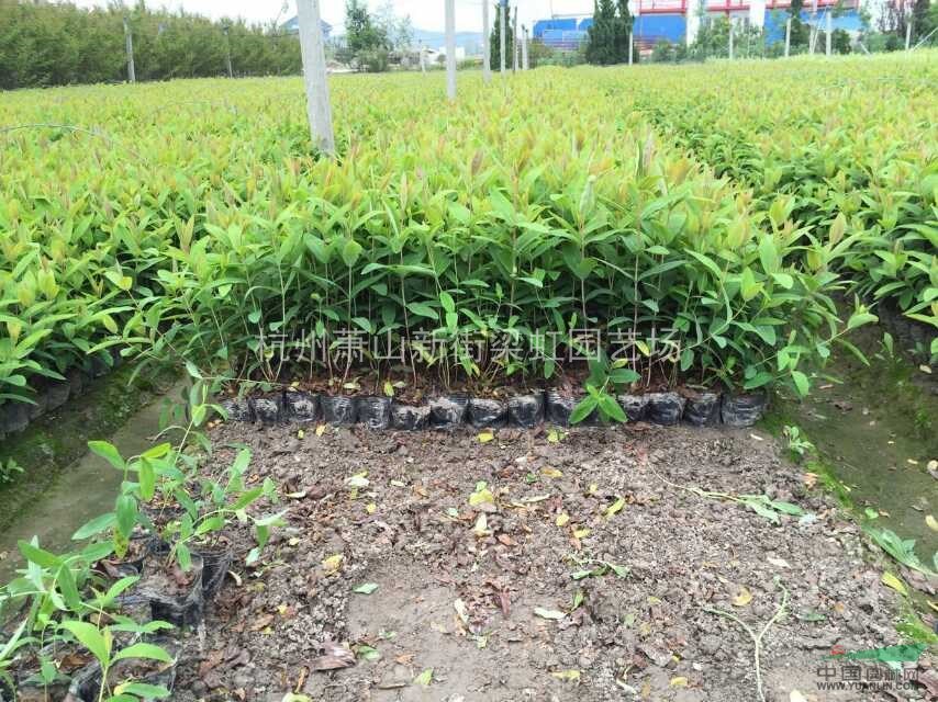 金丝桃，金丝桃供应，金丝桃萧山苗，萧山苗，2020年金丝桃
