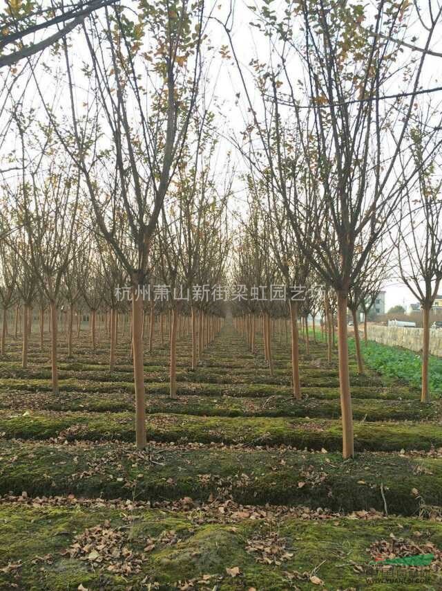 紫薇，紫薇供應(yīng)，2020年紫薇價(jià)格，蕭山紫薇低價(jià)格