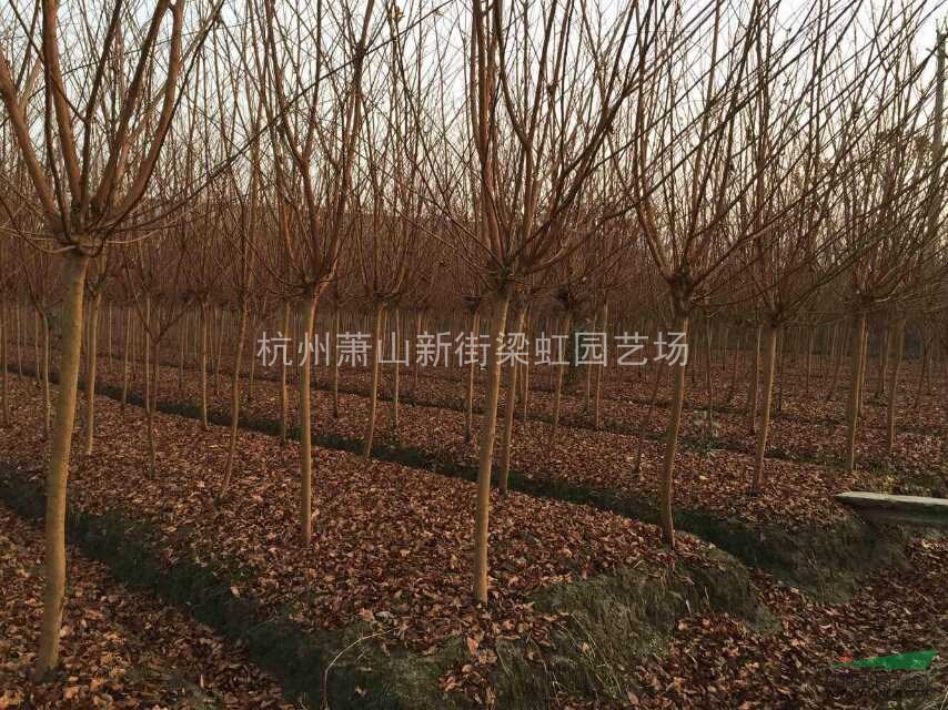 紫薇，紫薇供應(yīng)，2020年紫薇價(jià)格，蕭山紫薇低價(jià)格