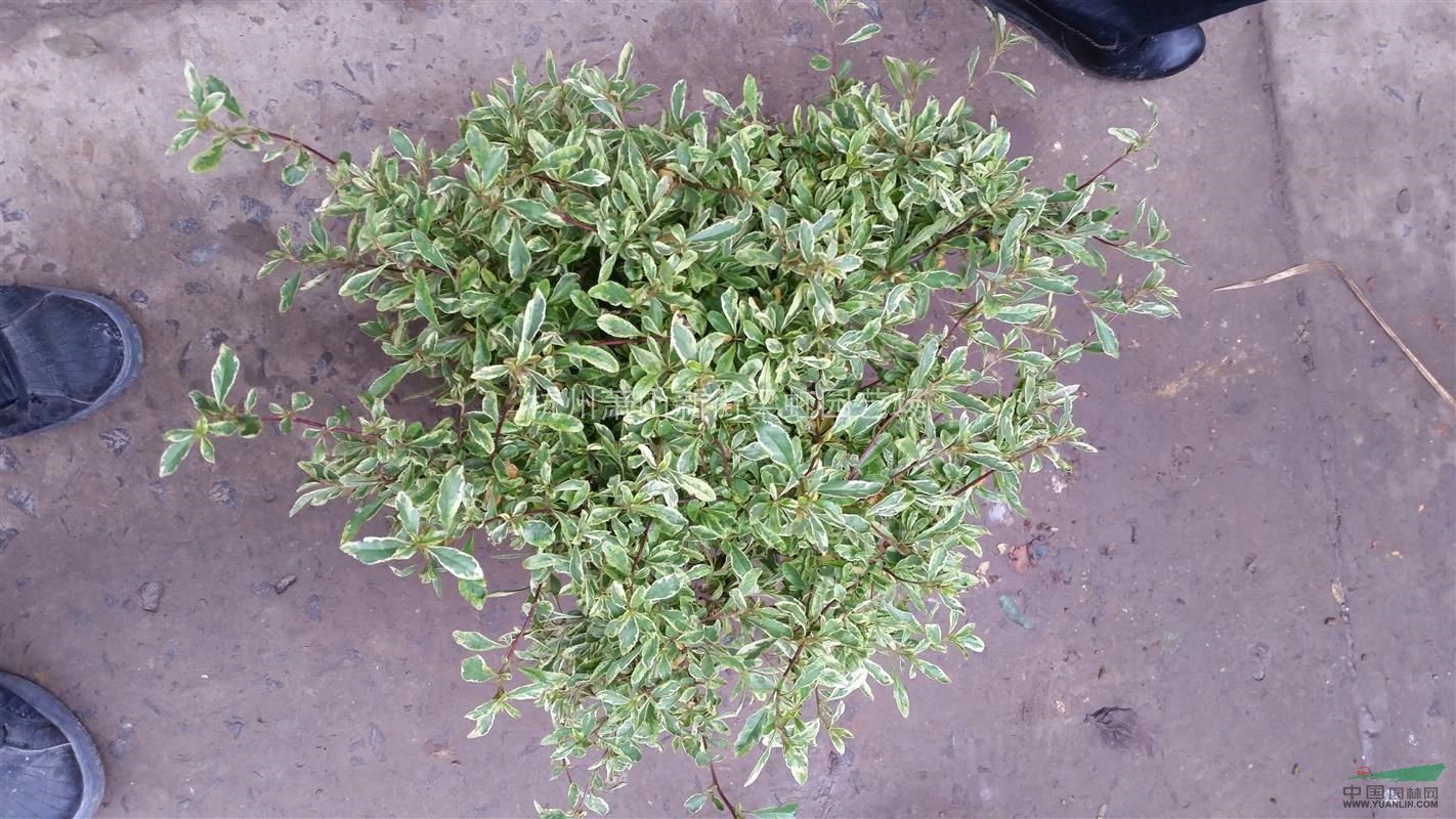 小丑火棘，小丑火棘供應，小丑火棘蕭山苗，蕭山苗