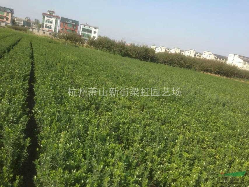 大葉黃楊，大葉黃楊供應，2020年大葉黃楊價格，蕭山苗木