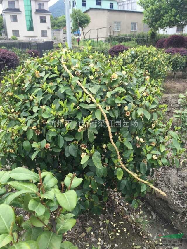 含笑，含笑球，含笑球供應，2020年含笑球價格，蕭山苗木