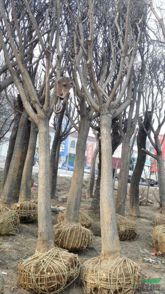 50公分國槐價格是多少錢