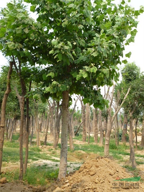 7公分國槐法桐種植基地