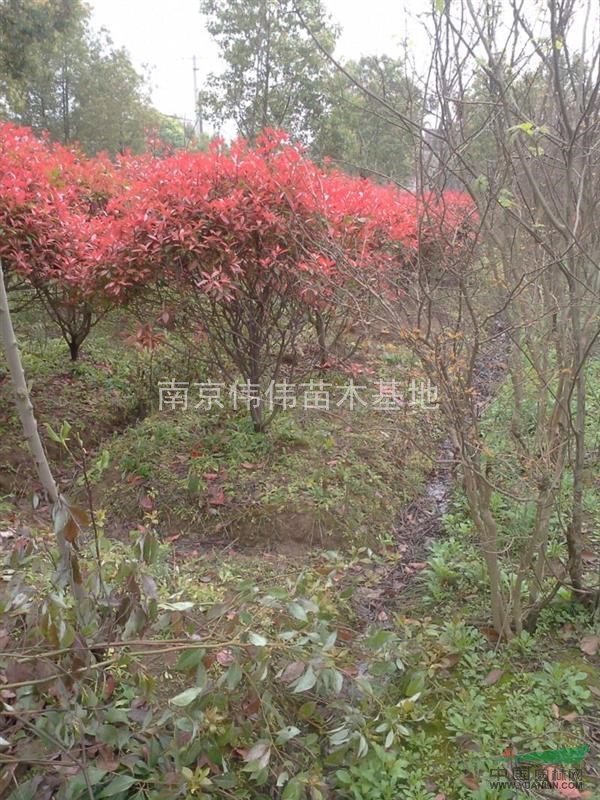 南京浦口，大量供應(yīng)雪松，廣玉蘭，紅葉石楠，大葉女貞，欒樹等