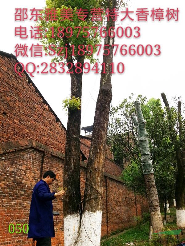 香樟樹實圖拍照;地徑204公分;湖南大香樟（050）