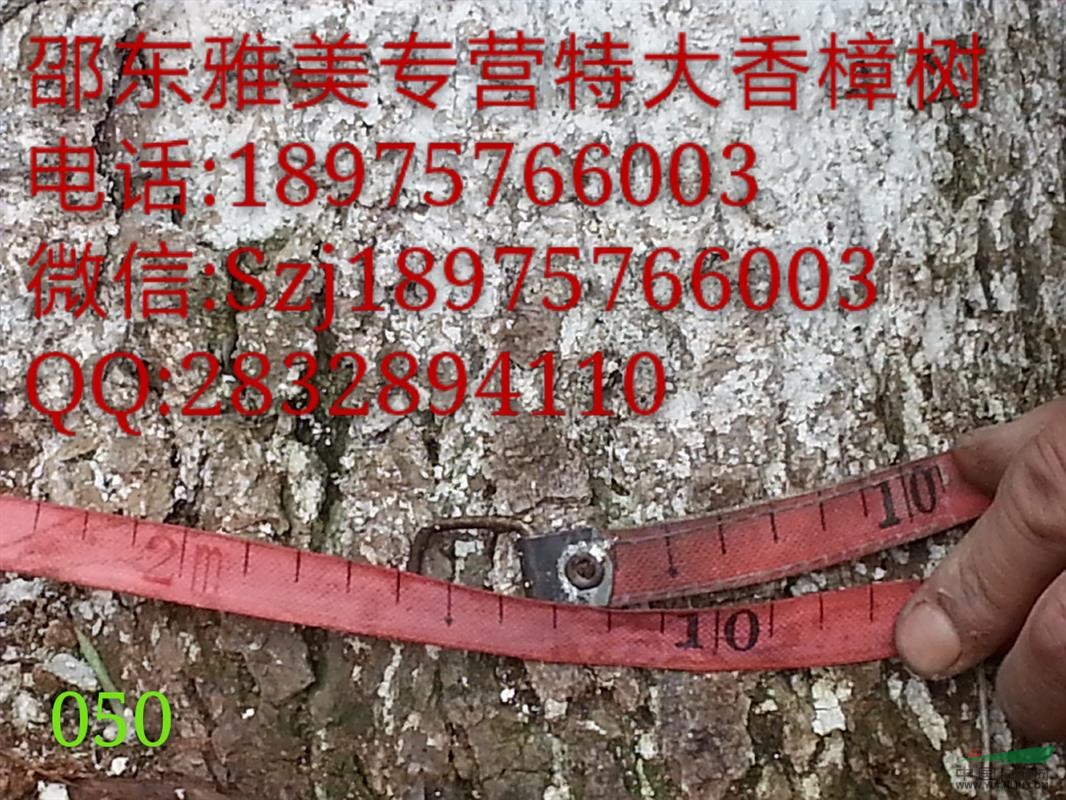 香樟樹實圖拍照;地徑204公分;湖南大香樟（050）