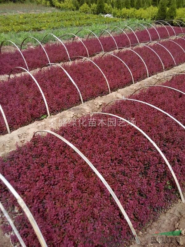 冬青小苗，金葉女真小苗，紅葉小波小苗