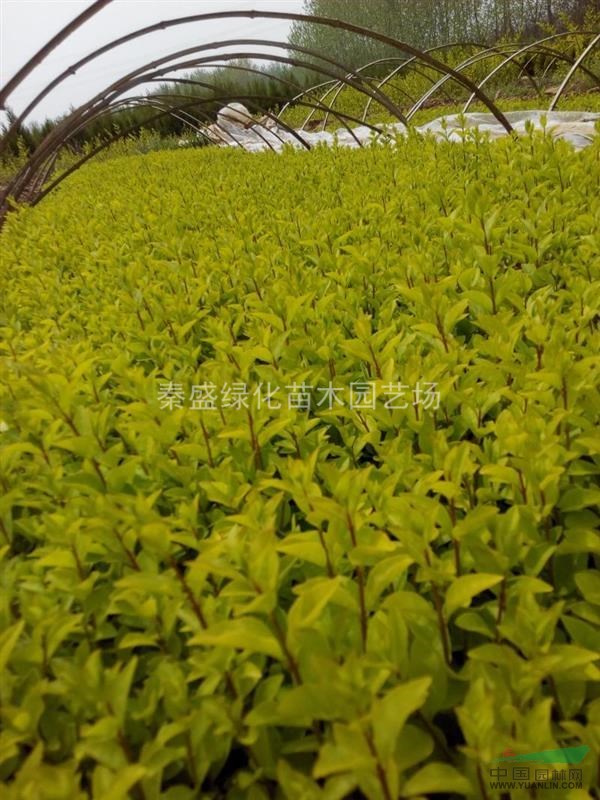 冬青小苗，金葉女真小苗，紅葉小波小苗