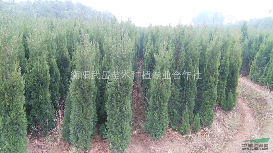 2015年圓柏樹基地，圓柏樹價格怎么樣，圓柏批發(fā)哪里好