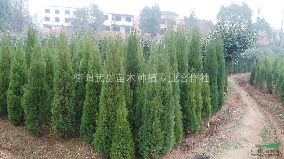 2015年圓柏樹基地，圓柏樹價格怎么樣，圓柏批發(fā)哪里好