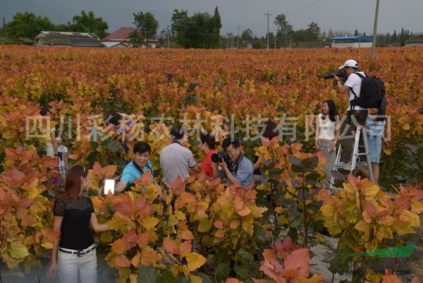 邯鄲“紅霞楊”、金紅楊母樹、原種（紅黃楊丹紅楊黃金楊彩楊）